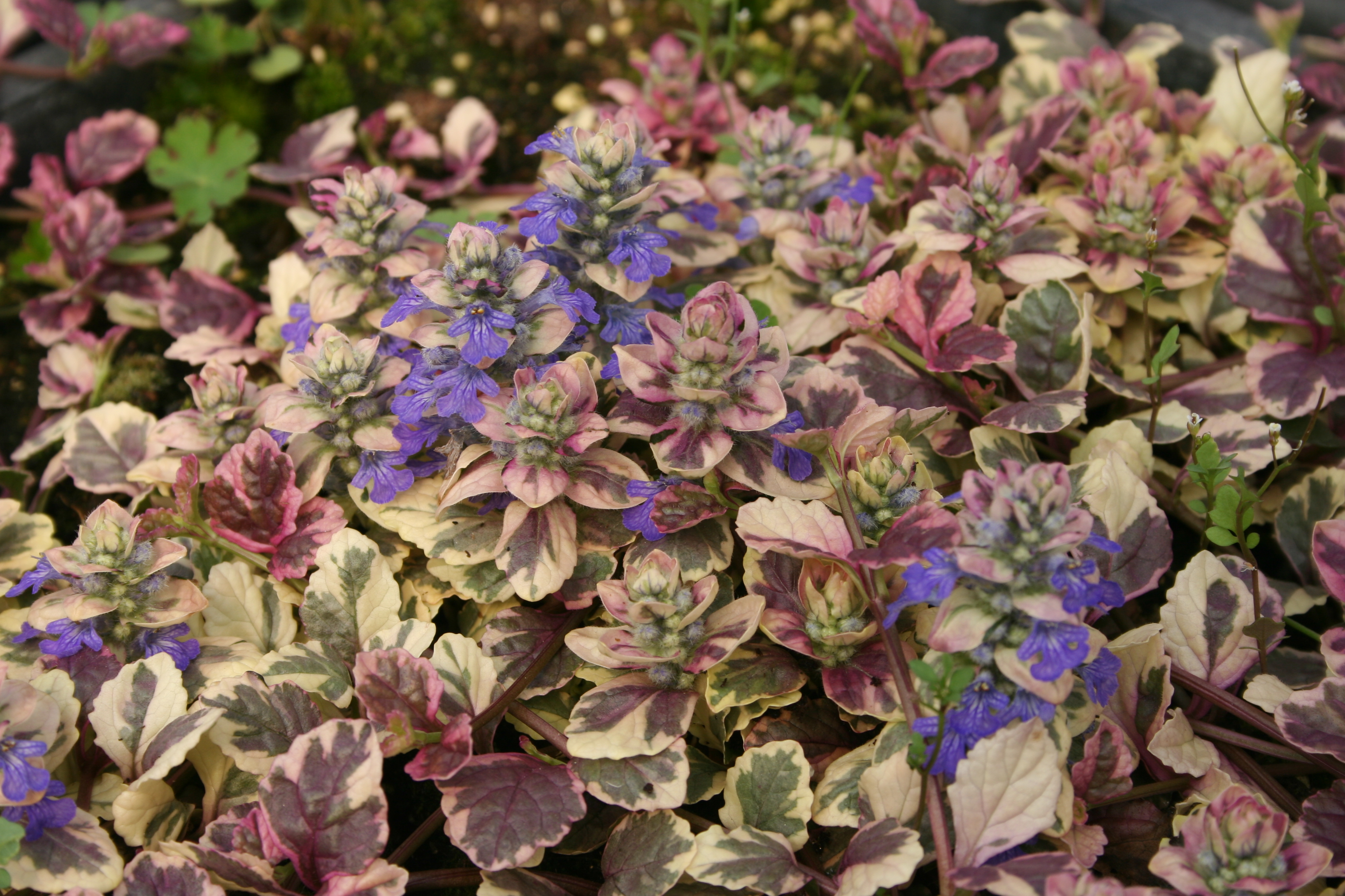 Ajuga reptans 'Rainbow'